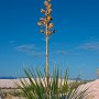 USA _ New Mexico - White Sands National Monument - Yucca<br />
